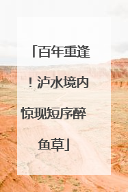 百年重逢！泸水境内惊现短序醉鱼草
