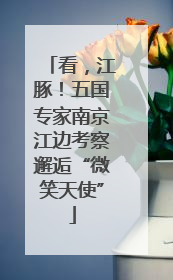 看，江豚！五国专家南京江边考察邂逅“微笑天使”