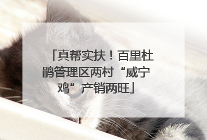 真帮实扶！百里杜鹃管理区两村“威宁鸡”产销两旺