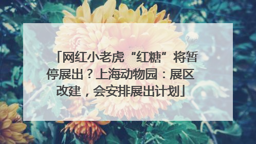 网红小老虎“红糖”将暂停展出？上海动物园：展区改建，会安排展出计划