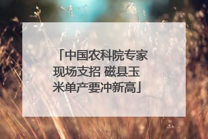 中国农科院专家现场支招 磁县玉米单产要冲新高