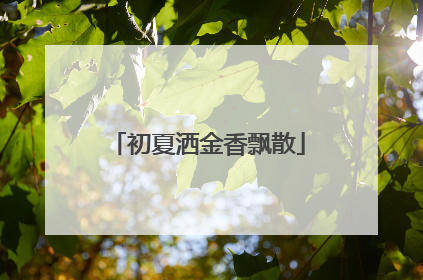 初夏洒金香飘散
