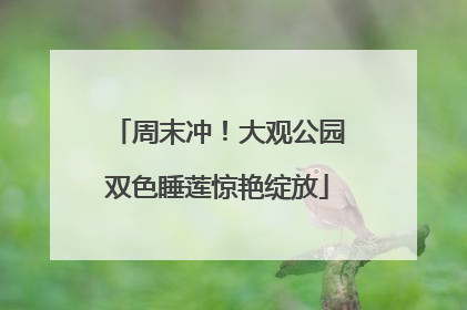 周末冲！大观公园双色睡莲惊艳绽放