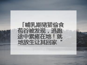 哺乳期猪獾偷食苞谷被发现，逃跑途中累瘫在地！就地放生让其回家“奶孩子”