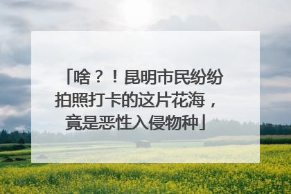 啥？！昆明市民纷纷拍照打卡的这片花海，竟是恶性入侵物种