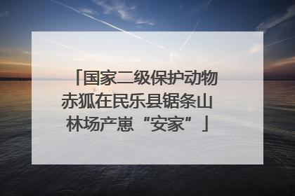 国家二级保护动物赤狐在民乐县锯条山林场产崽“安家”