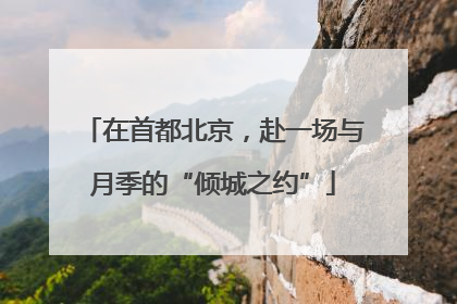在首都北京，赴一场与月季的“倾城之约”