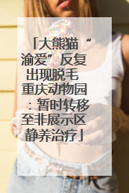 大熊猫“渝爱”反复出现脱毛 重庆动物园：暂时转移至非展示区静养治疗