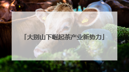 大别山下崛起茶产业新势力
