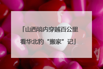 山西境内穿越百公里 看华北豹“搬家”记
