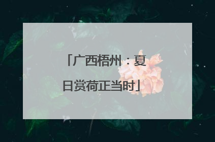 广西梧州：夏日赏荷正当时