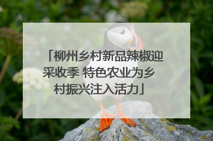 柳州乡村新品辣椒迎采收季 特色农业为乡村振兴注入活力