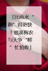 比雨水“跑”得更快！慈溪梅农与天争“鲜”忙抢收