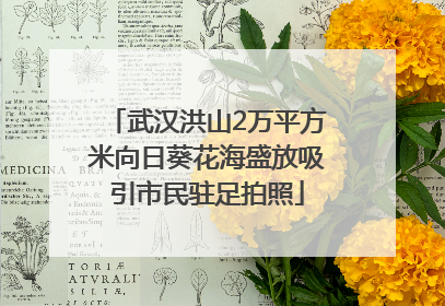 武汉洪山2万平方米向日葵花海盛放吸引市民驻足拍照