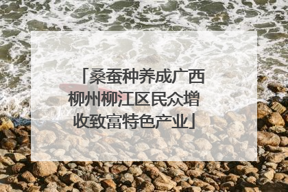 桑蚕种养成广西柳州柳江区民众增收致富特色产业