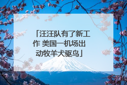 汪汪队有了新工作 美国一机场出动牧羊犬驱鸟
