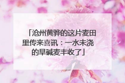 沧州黄骅的这片麦田里传来喜讯：一水未浇的旱碱麦丰收了