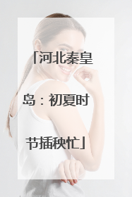 河北秦皇岛：初夏时节插秧忙
