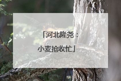 河北隆尧：小麦抢收忙
