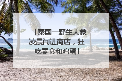 泰国一野生大象凌晨闯进商店，狂吃零食和鸡蛋