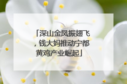 深山金凤振翅飞，钱大妈推动宁都黄鸡产业崛起