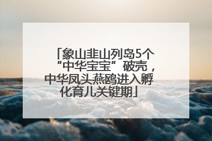 象山韭山列岛5个“中华宝宝”破壳，中华凤头燕鸥进入孵化育儿关键期