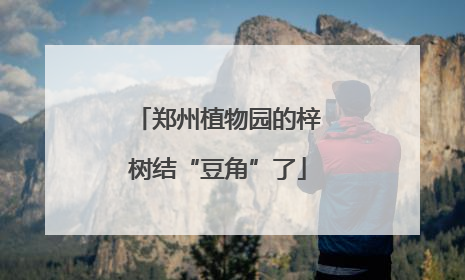郑州植物园的梓树结“豆角”了