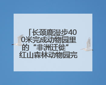 长颈鹿漫步400米完成动物园里的“非洲迁徙” 红山森林动物园完成怀孕长颈鹿步行转运