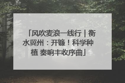 风吹麦浪一线行｜衡水冀州：开镰！科学种植 奏响丰收序曲