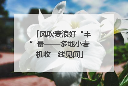 风吹麦浪好“丰”景——多地小麦机收一线见闻