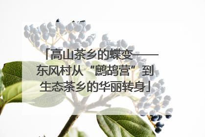 高山茶乡的蝶变——东风村从“鹧鸪营”到生态茶乡的华丽转身