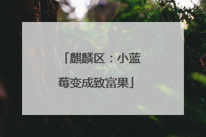 麒麟区：小蓝莓变成致富果