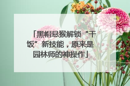 黑帽悬猴解锁“干饭”新技能，原来是园林师的神操作