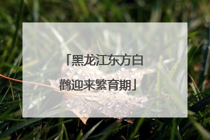 黑龙江东方白鹳迎来繁育期