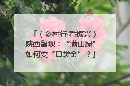 （乡村行·看振兴）陕西留坝：“满山绿”如何变“口袋金”？