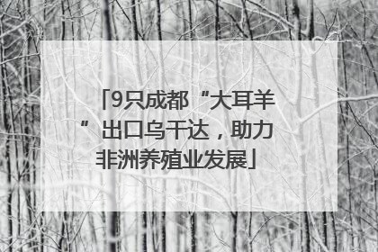 9只成都“大耳羊”出口乌干达，助力非洲养殖业发展